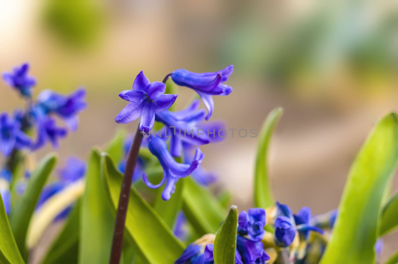 soft flower blossom in a nature garden