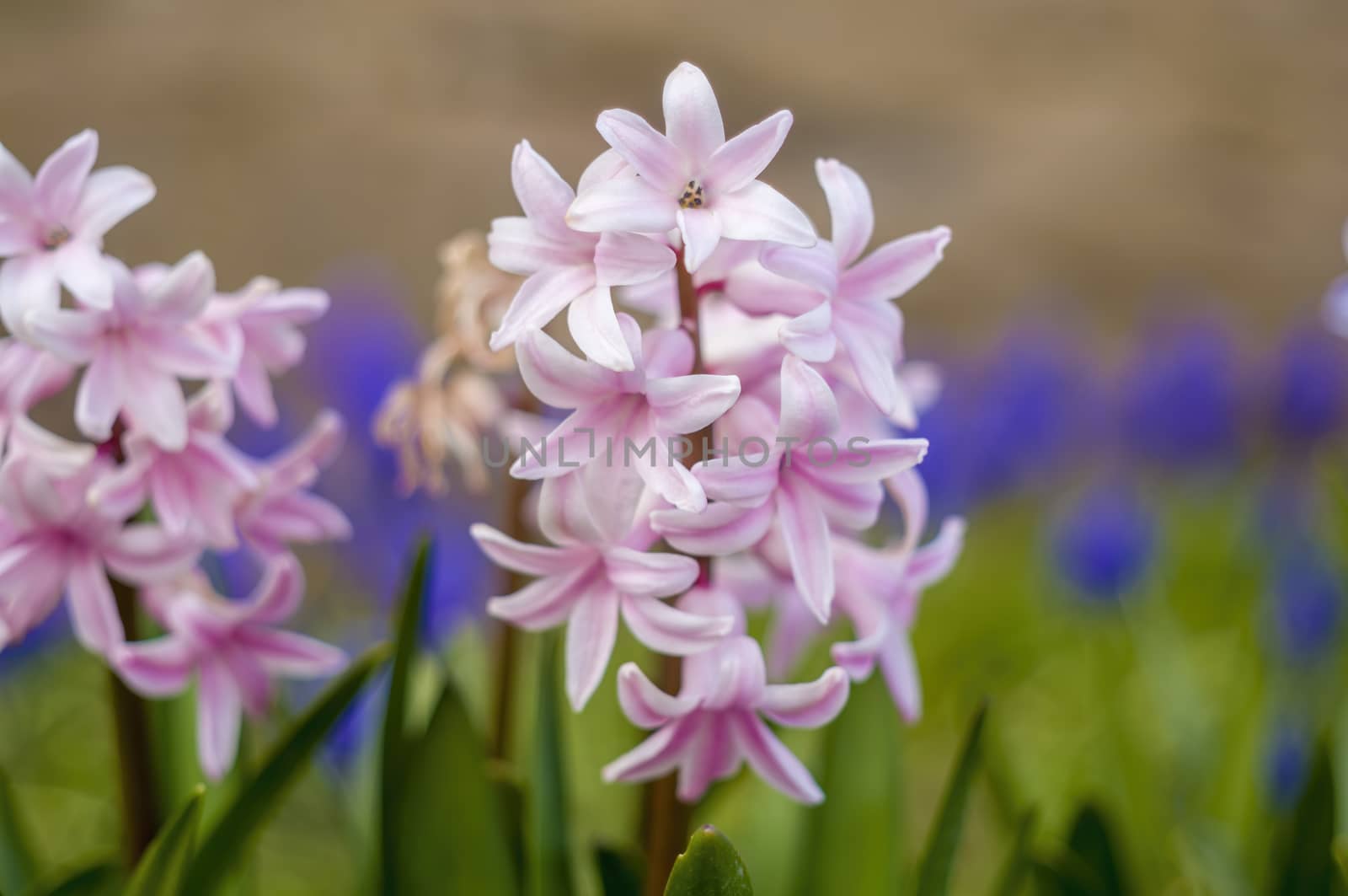 soft flower blossom in a nature garden