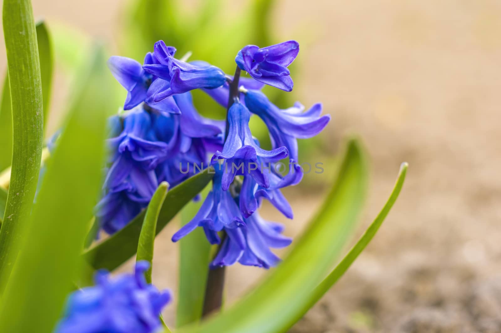 soft flower blossom in a nature garden