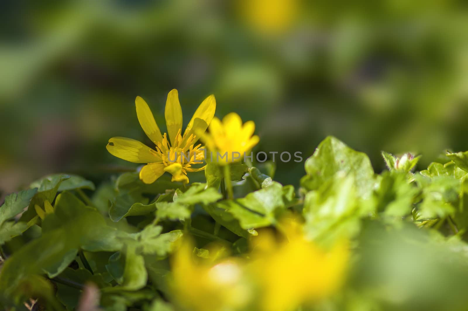 soft flower blossom in a nature garden