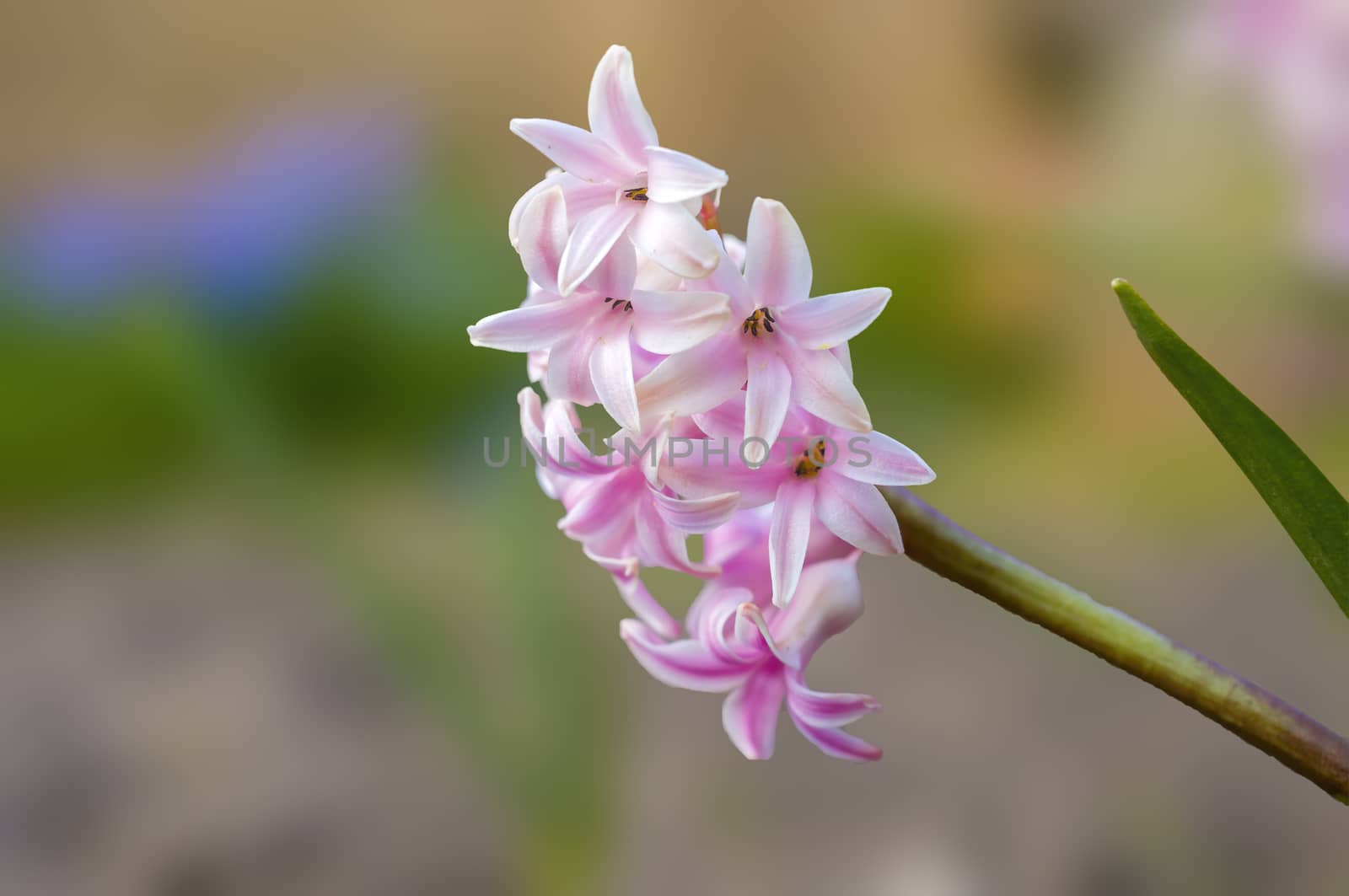 soft flower blossom in a nature garden