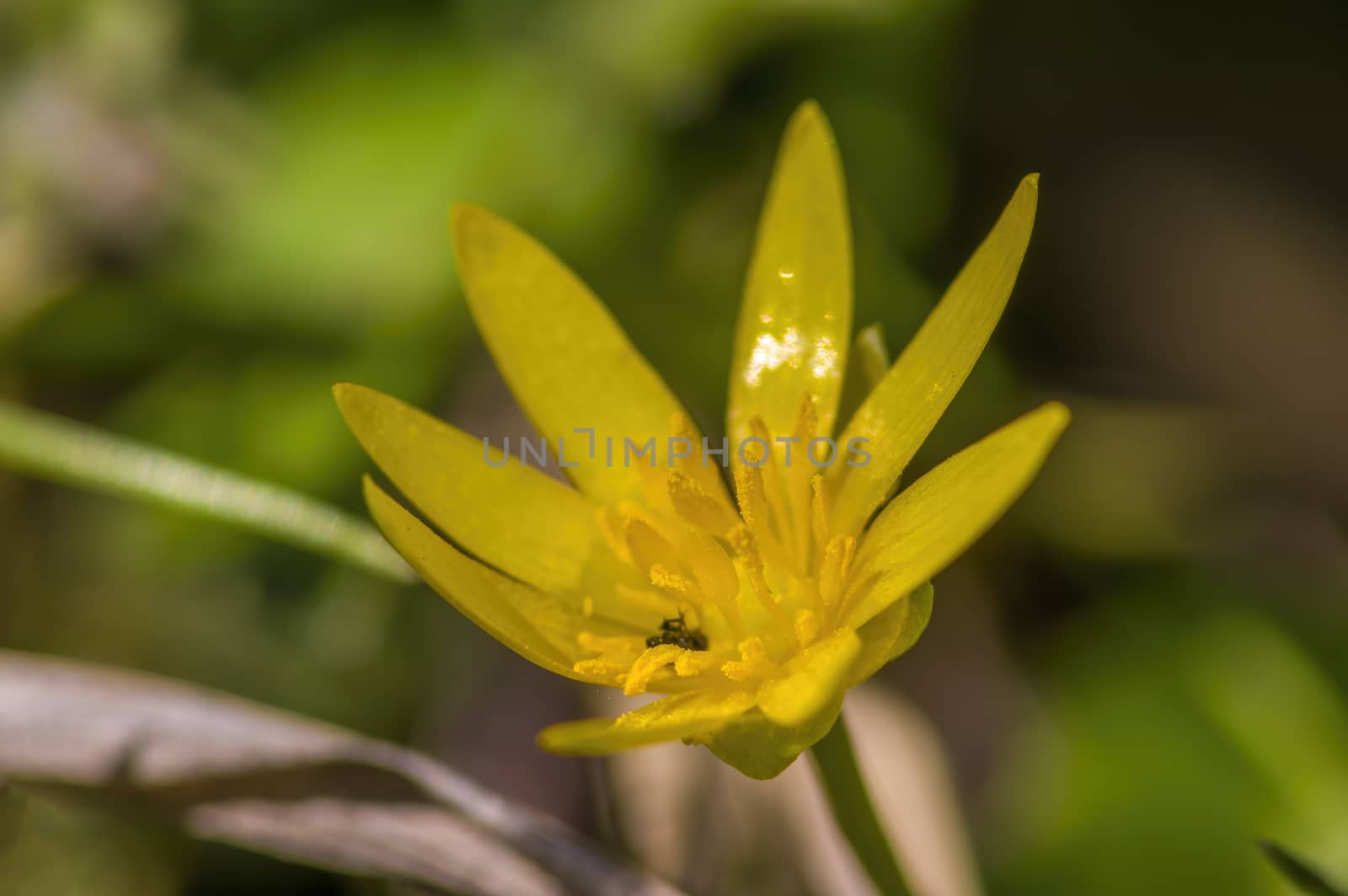 soft flower blossom in a nature garden