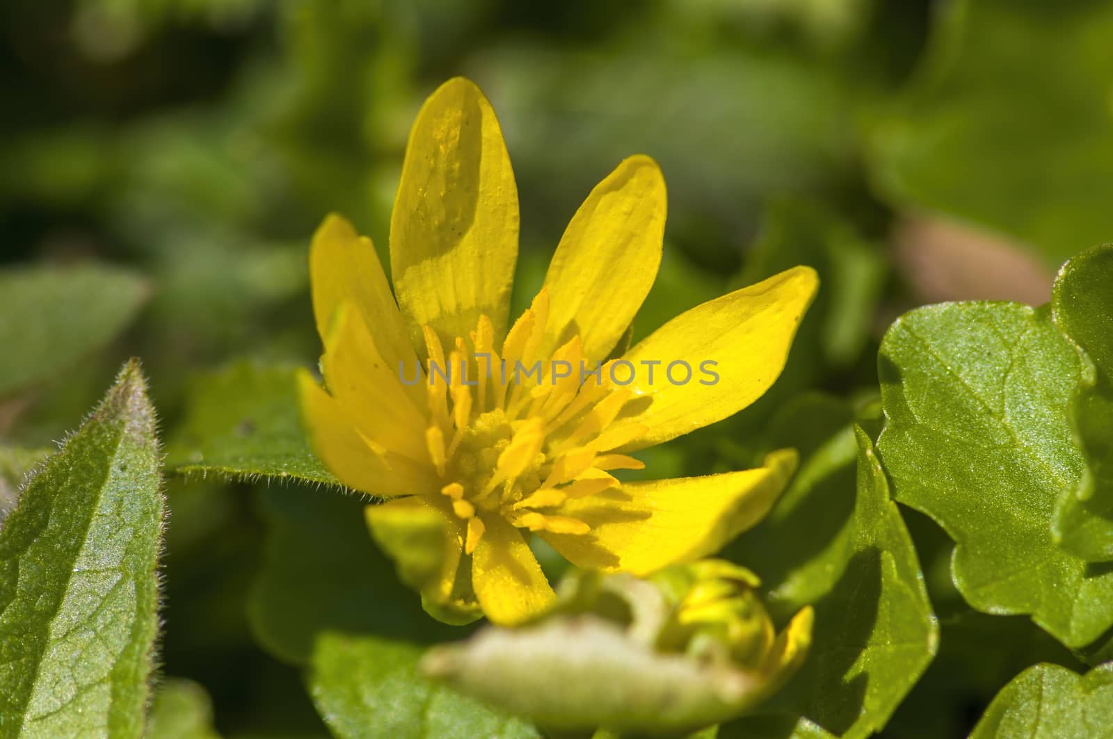 soft flower blossom in a nature garden