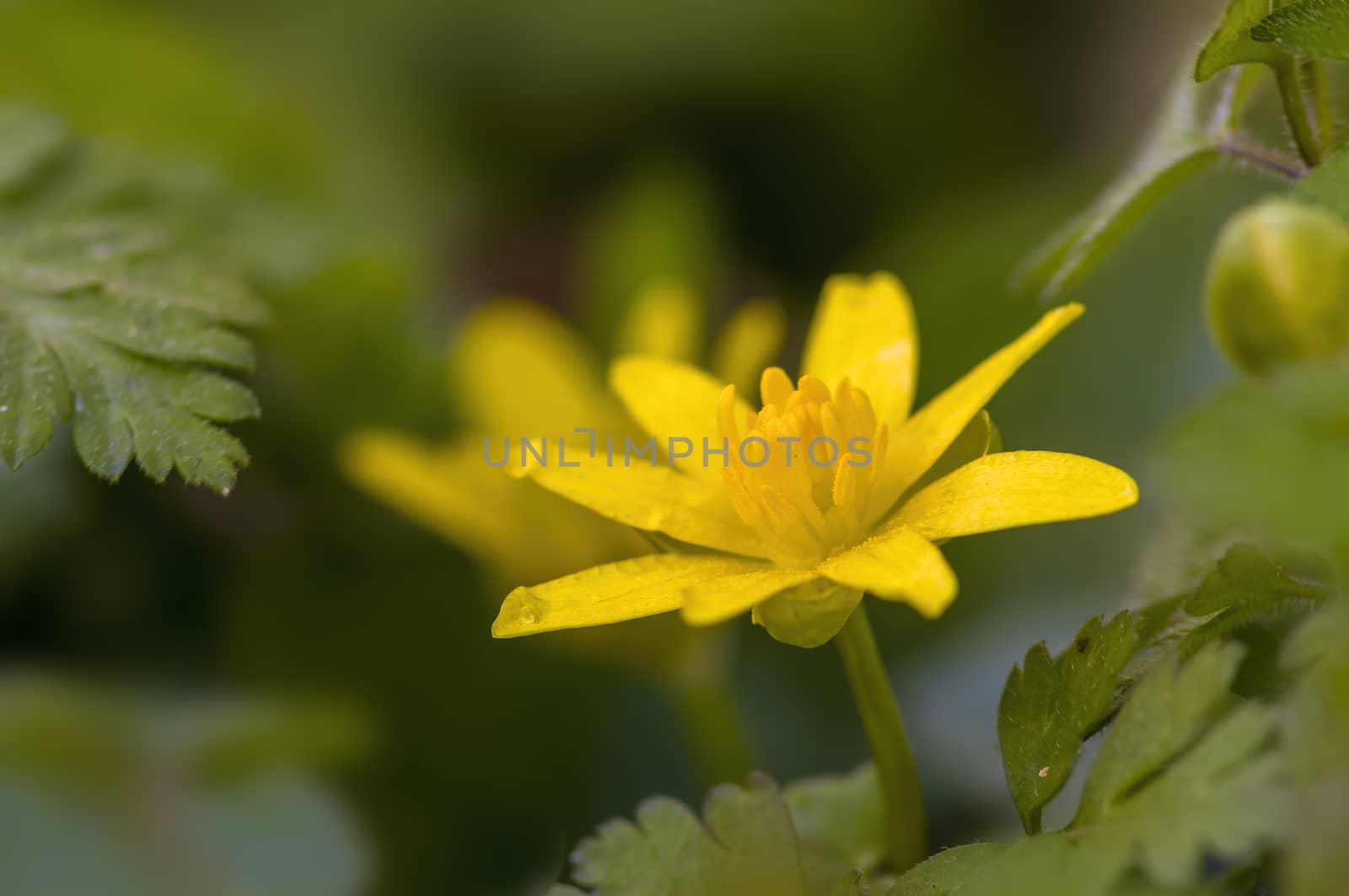 soft flower blossom in a nature garden