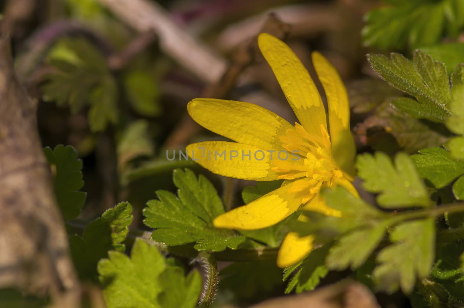 soft flower blossom in a nature garden