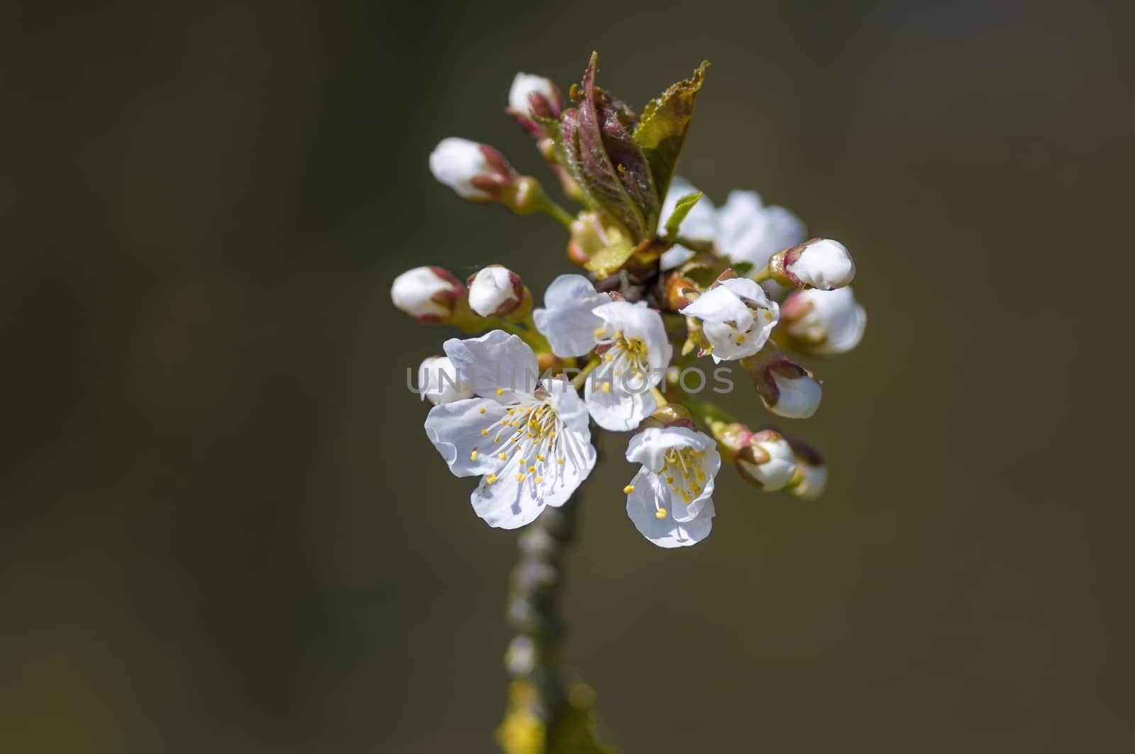 soft flower blossom in a nature garden