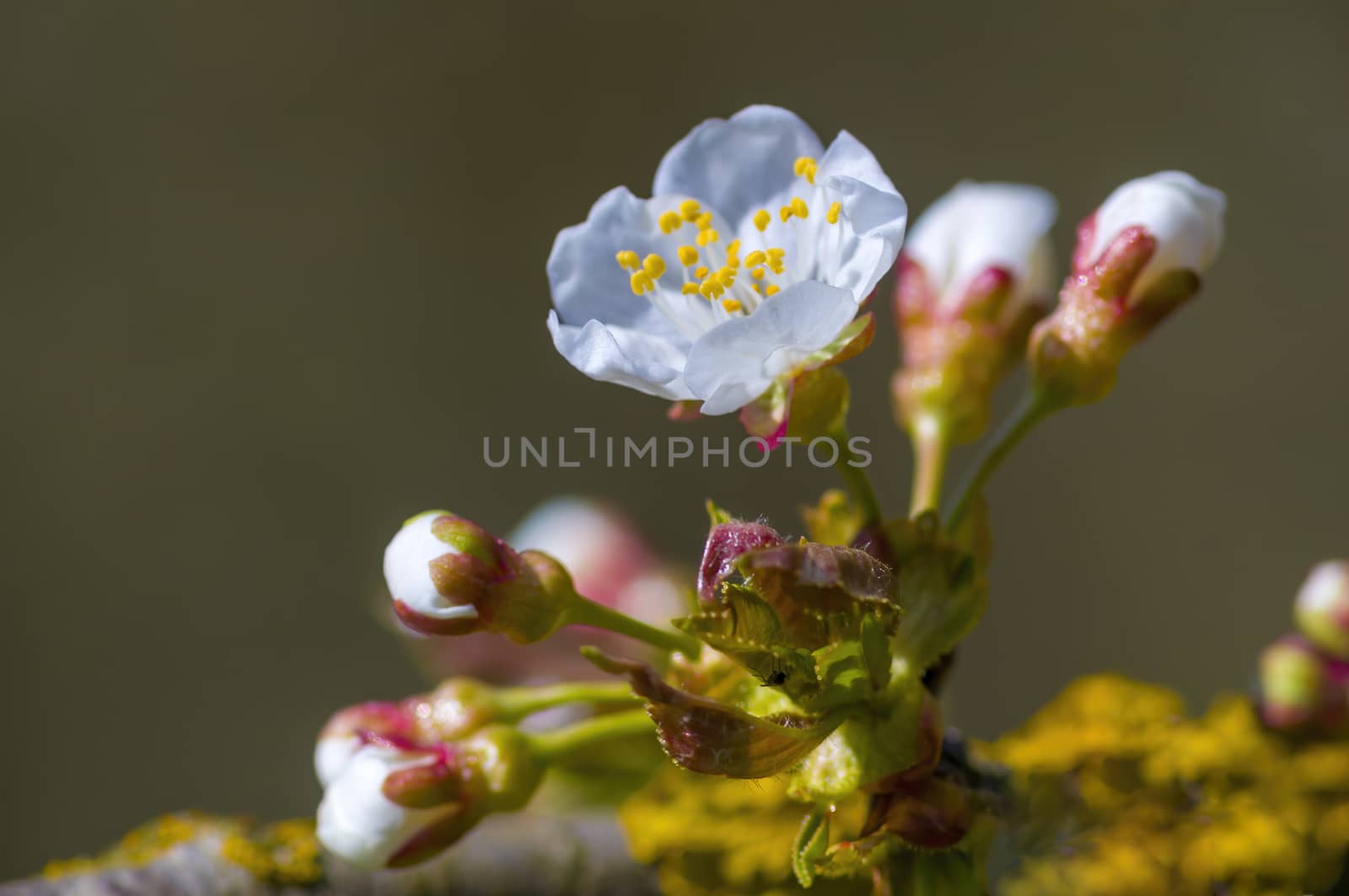 soft flower blossom in a nature garden