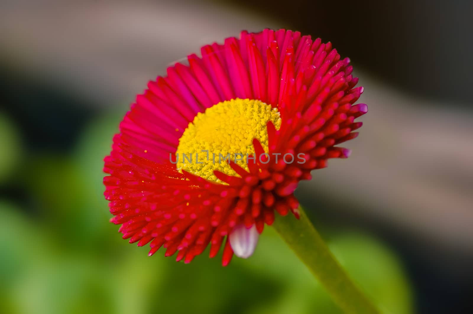 soft flower blossom in a nature garden