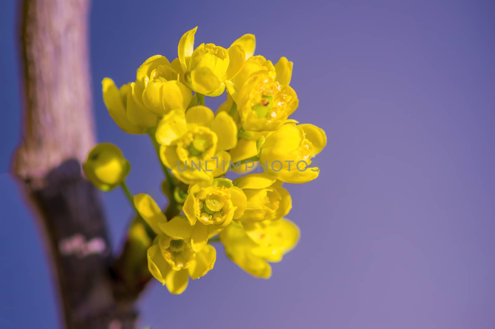 soft flower blossom in a nature garden