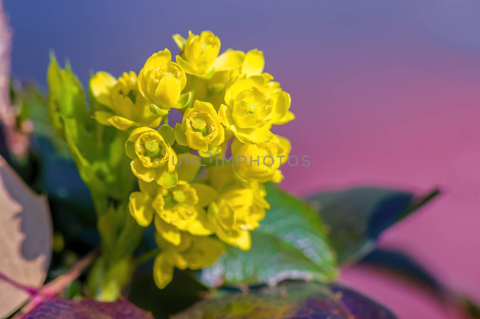 soft flower blossom in a nature garden