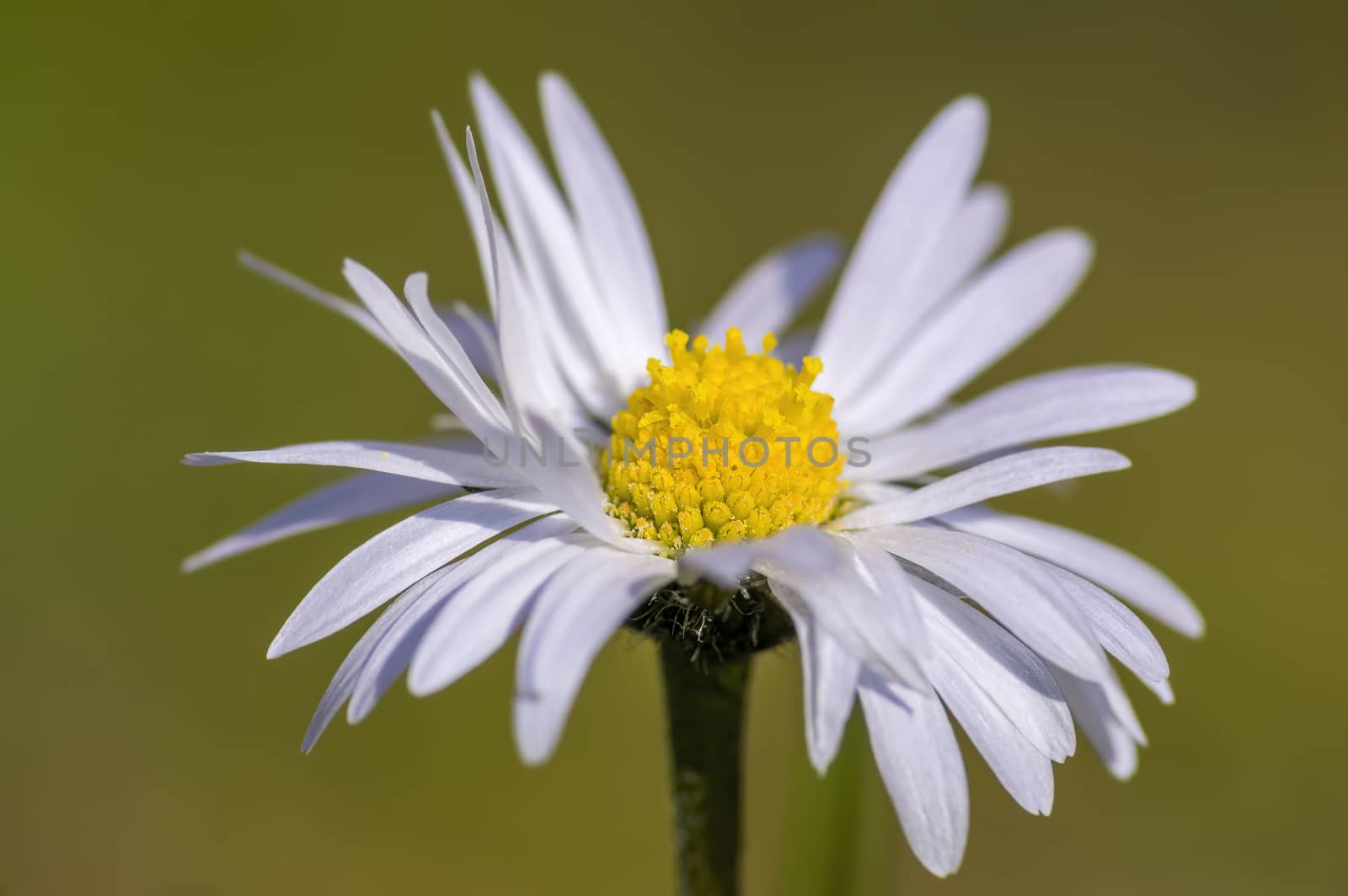 soft flower blossom in a nature garden