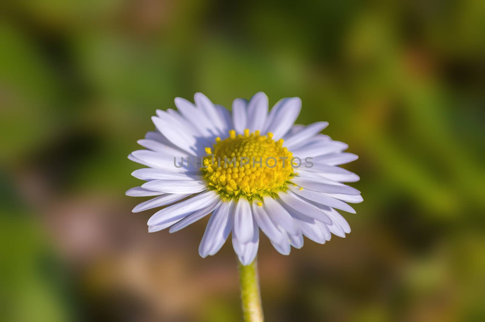 soft flower blossom in a nature garden