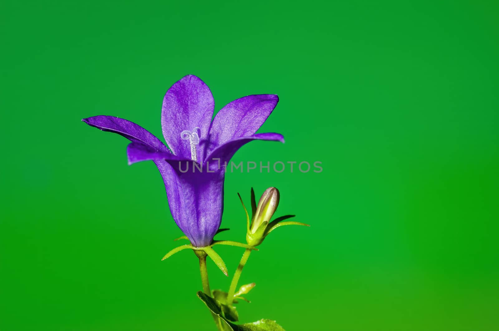 a soft flower blossom in a nature garden