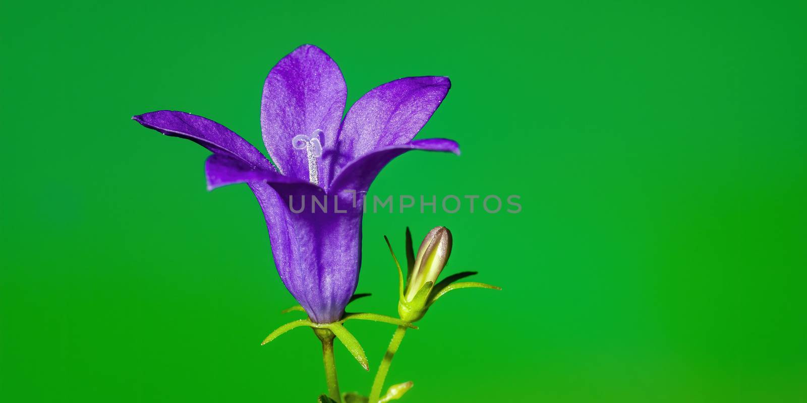 a soft flower blossom in a nature garden