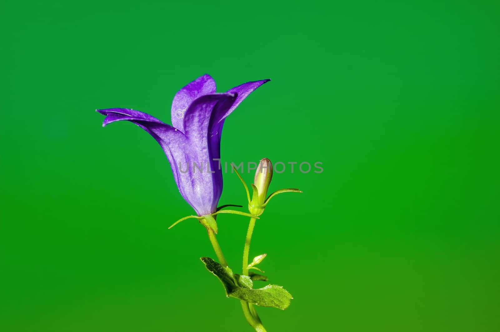 a soft flower blossom in a nature garden