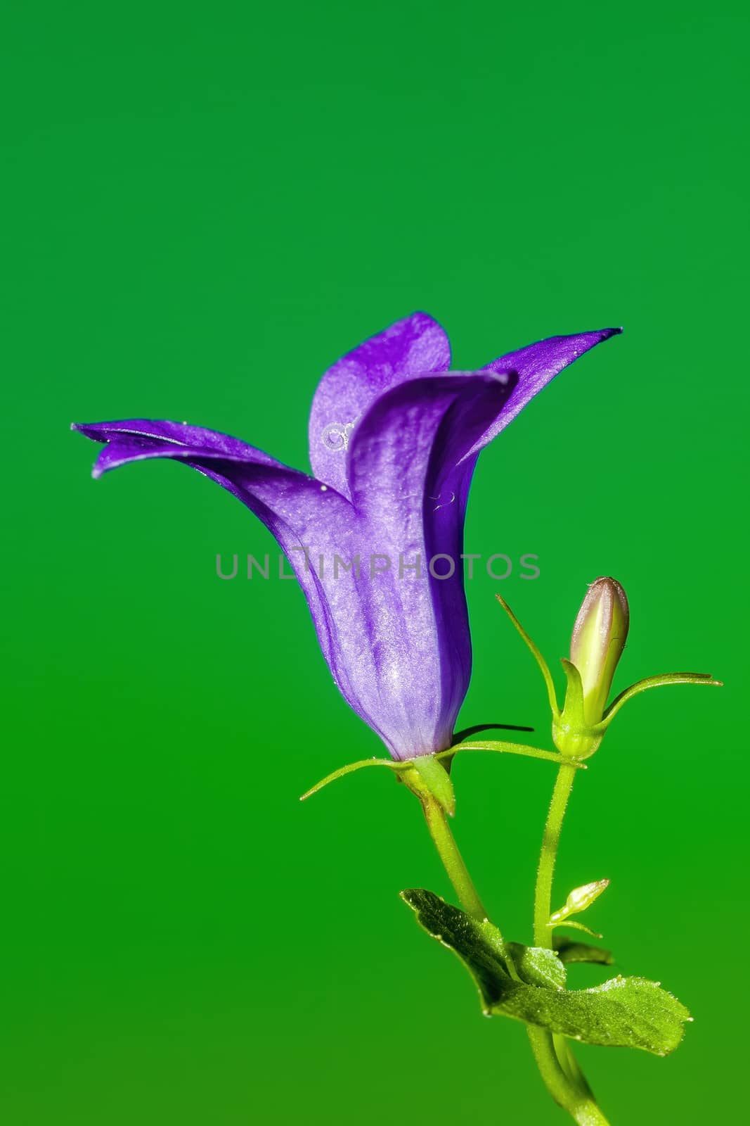 a soft flower blossom in a nature garden