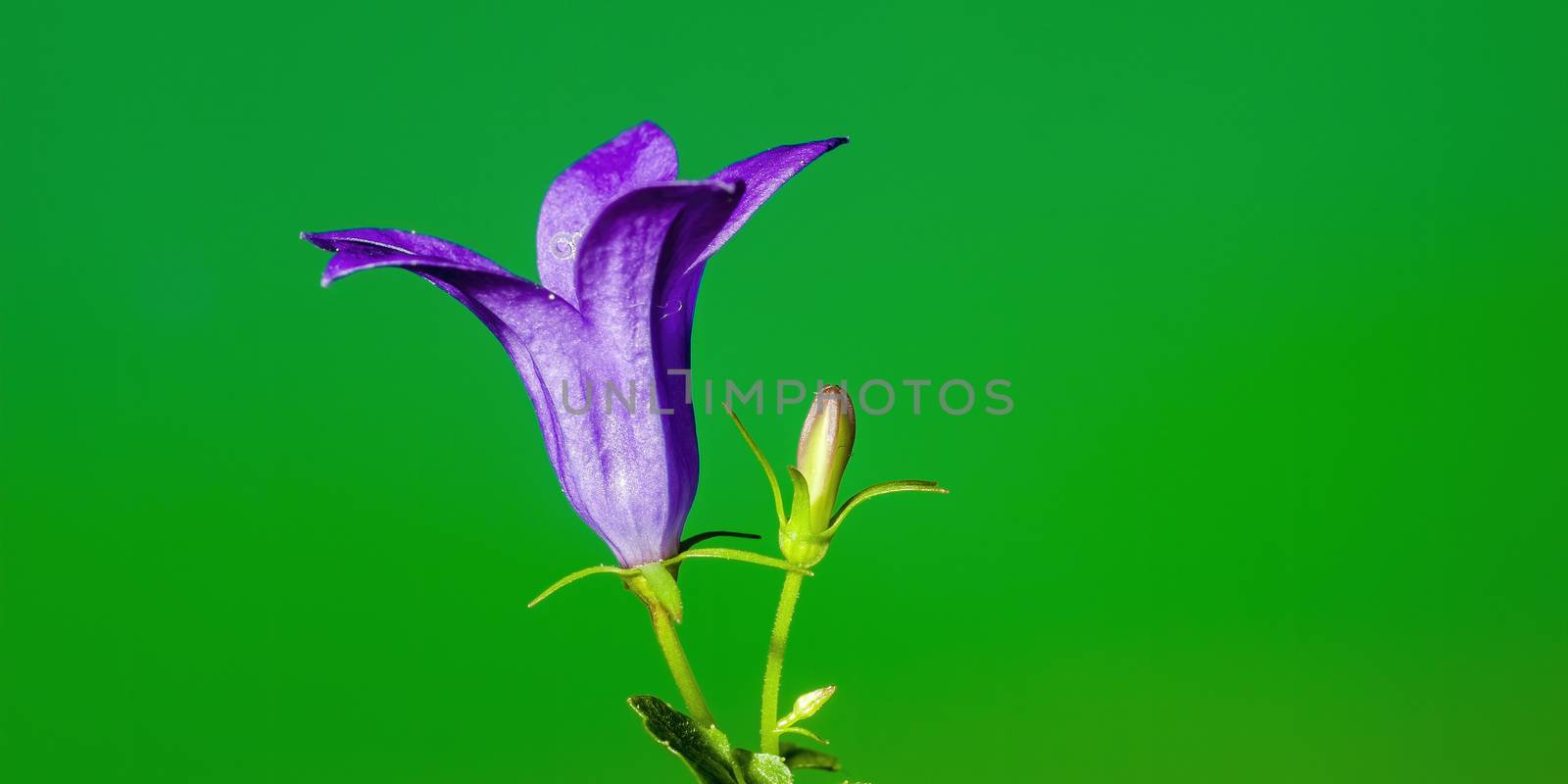 a soft flower blossom in a nature garden