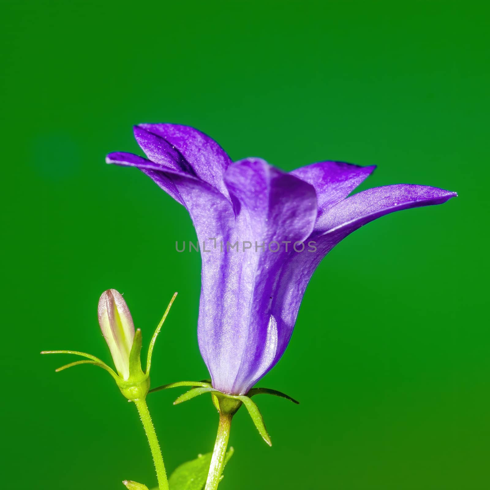 a soft flower blossom in a nature garden