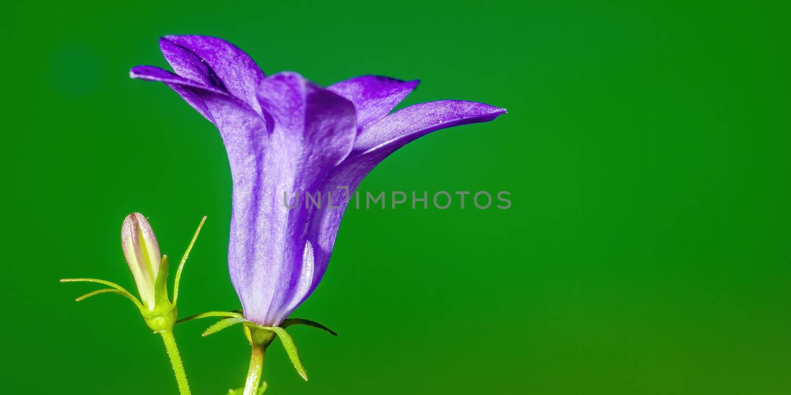 a soft flower blossom in a nature garden