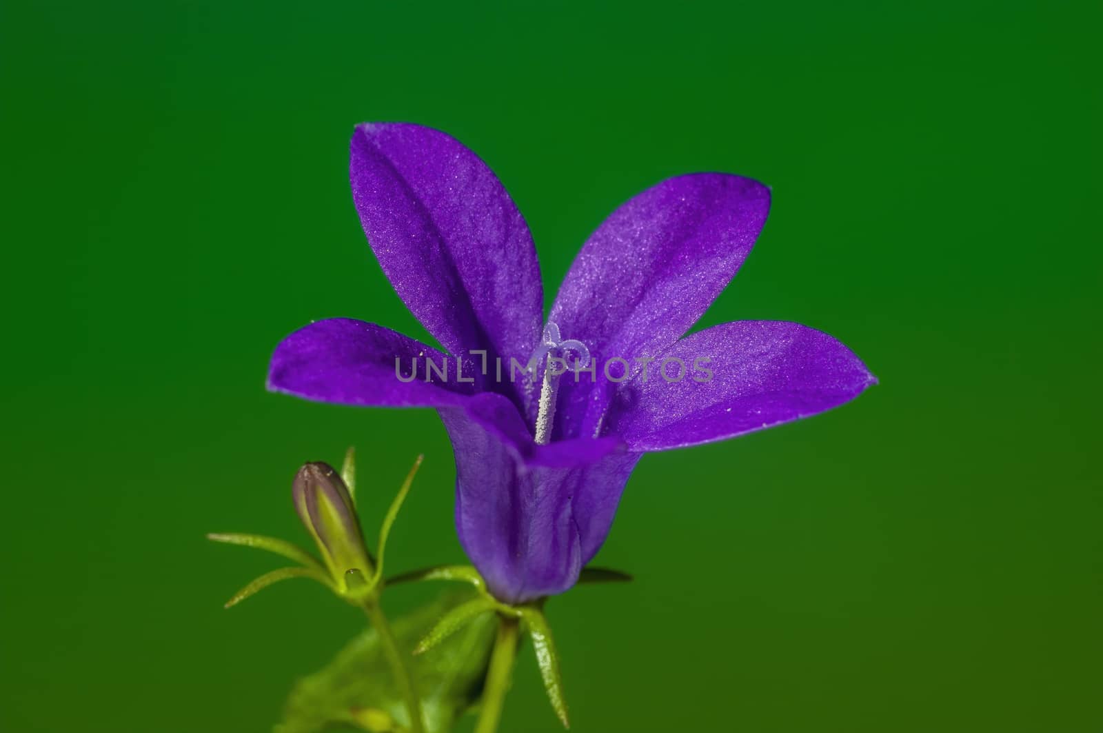 a soft flower blossom in a nature garden