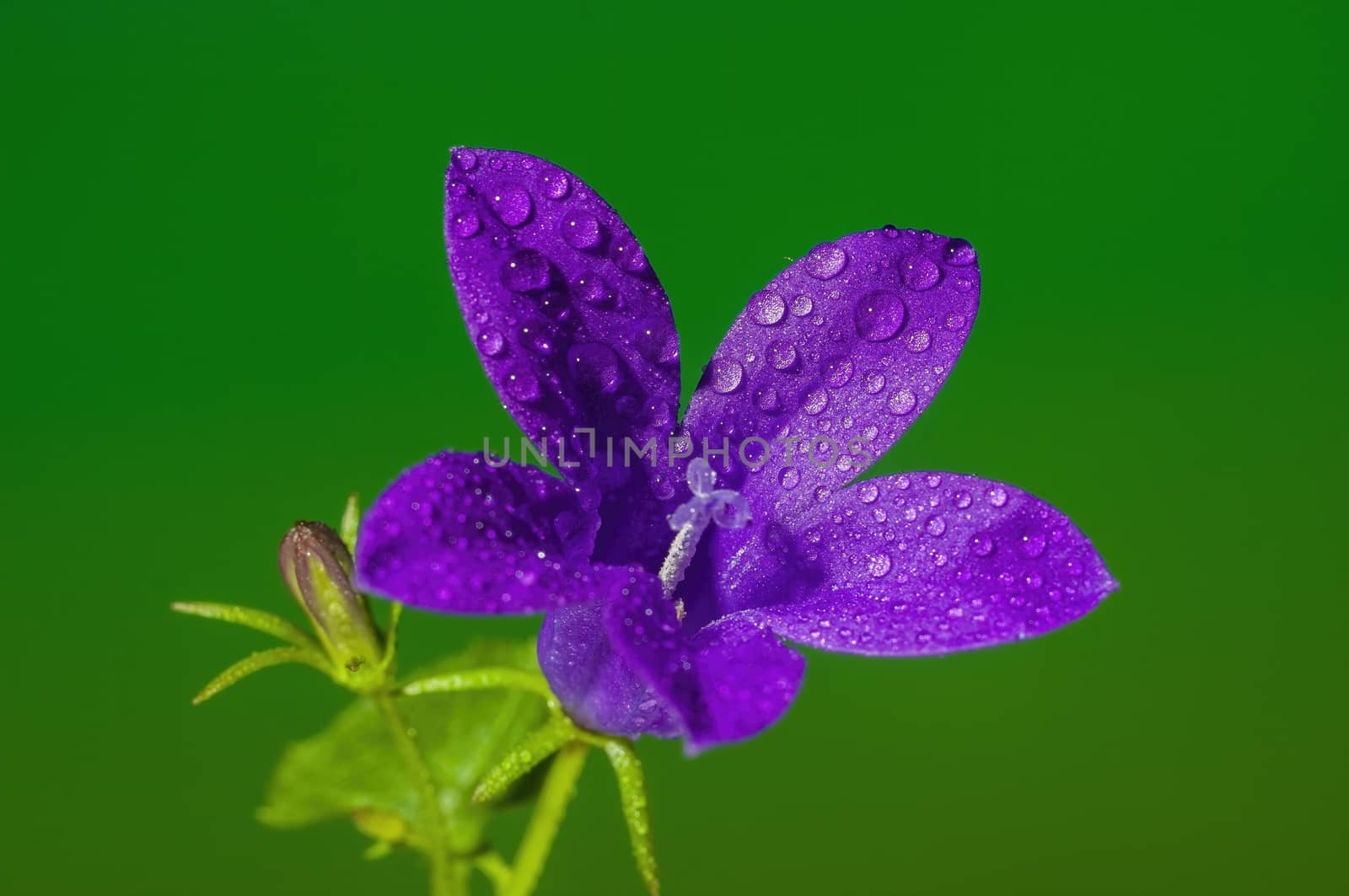 a soft flower blossom in a nature garden