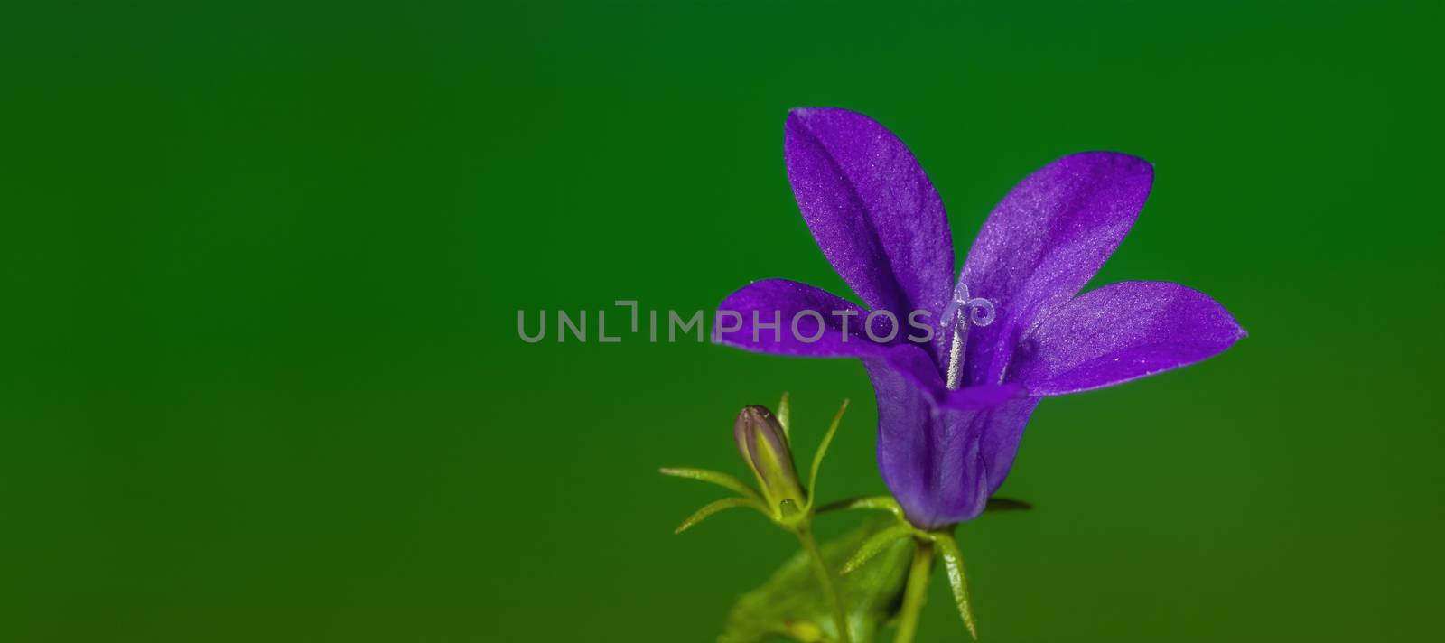 a soft flower blossom in a nature garden