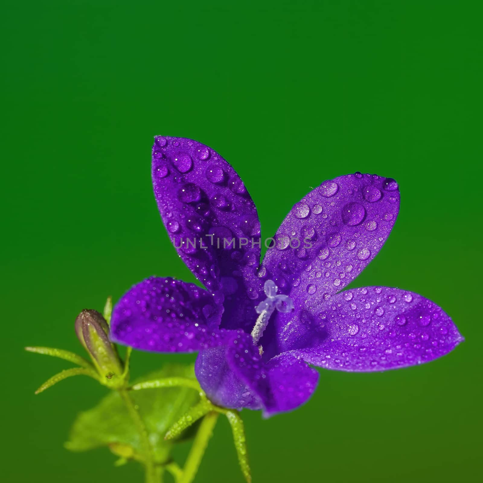 a soft flower blossom in a nature garden