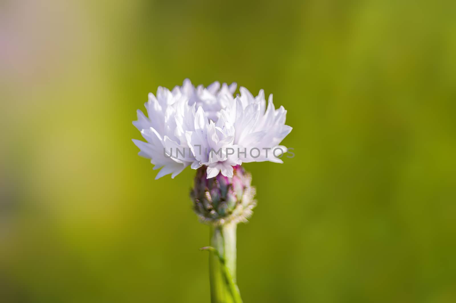 a soft flower blossom in a nature garden