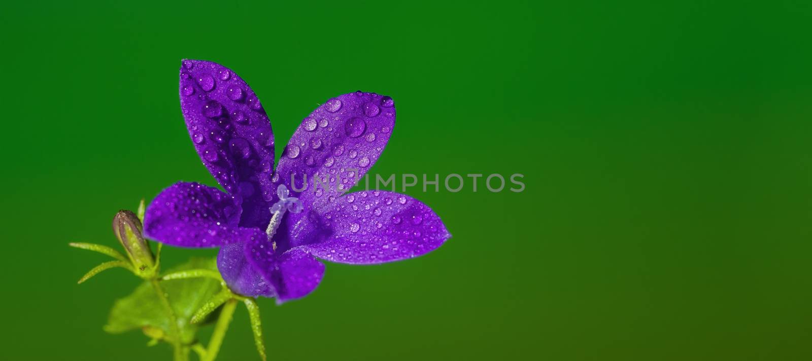 a soft flower blossom in a nature garden by mario_plechaty_photography