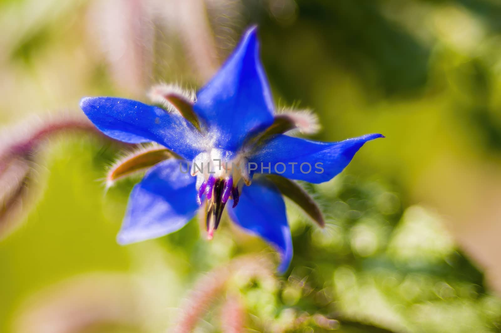 soft flower blossom in a nature garden