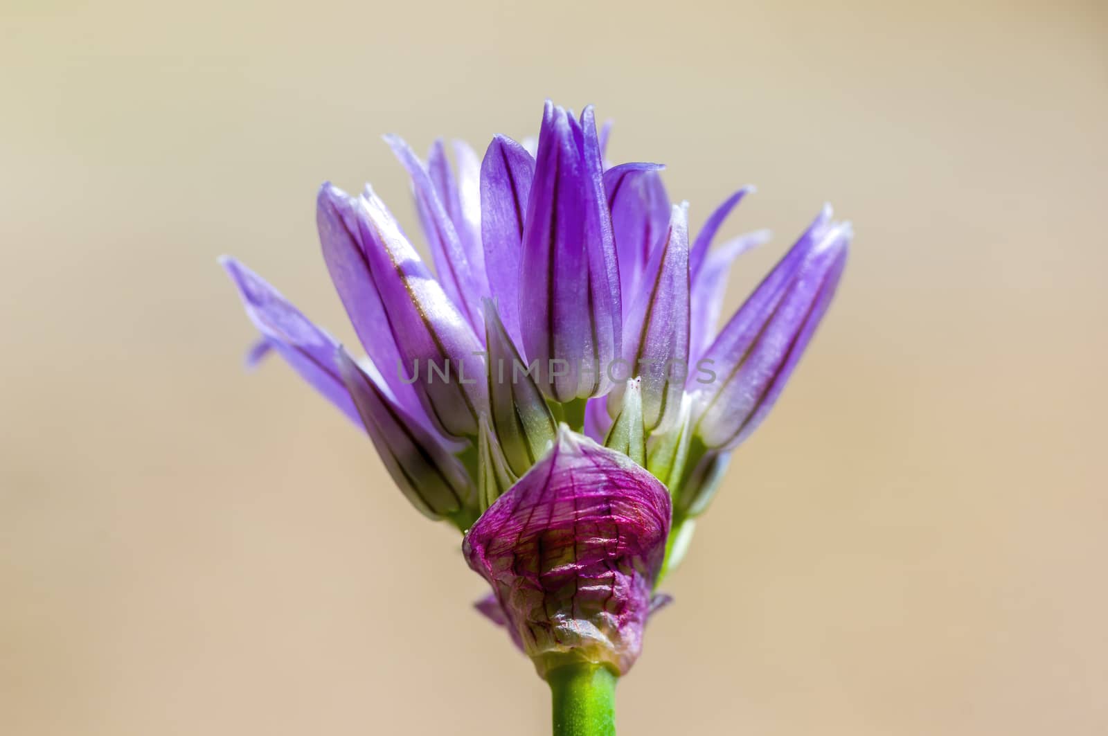 soft flower blossom in a nature garden