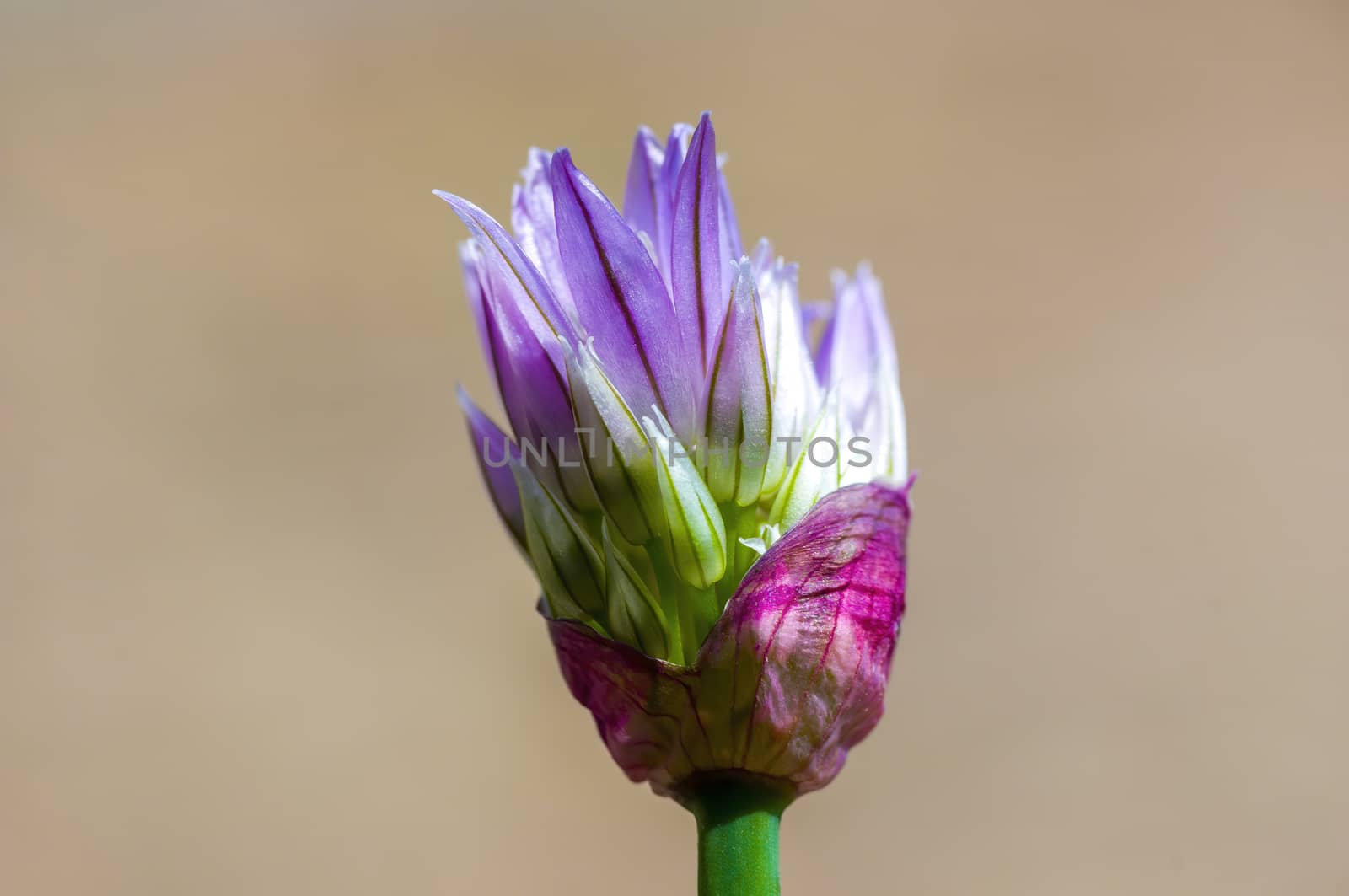 soft flower blossom in a nature garden