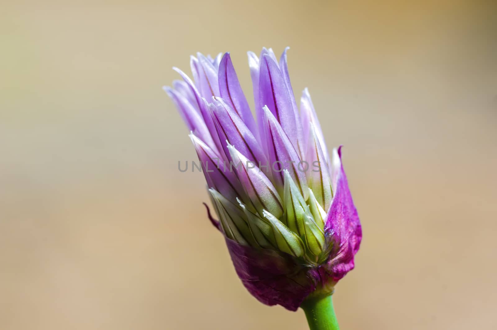 soft flower blossom in a nature garden