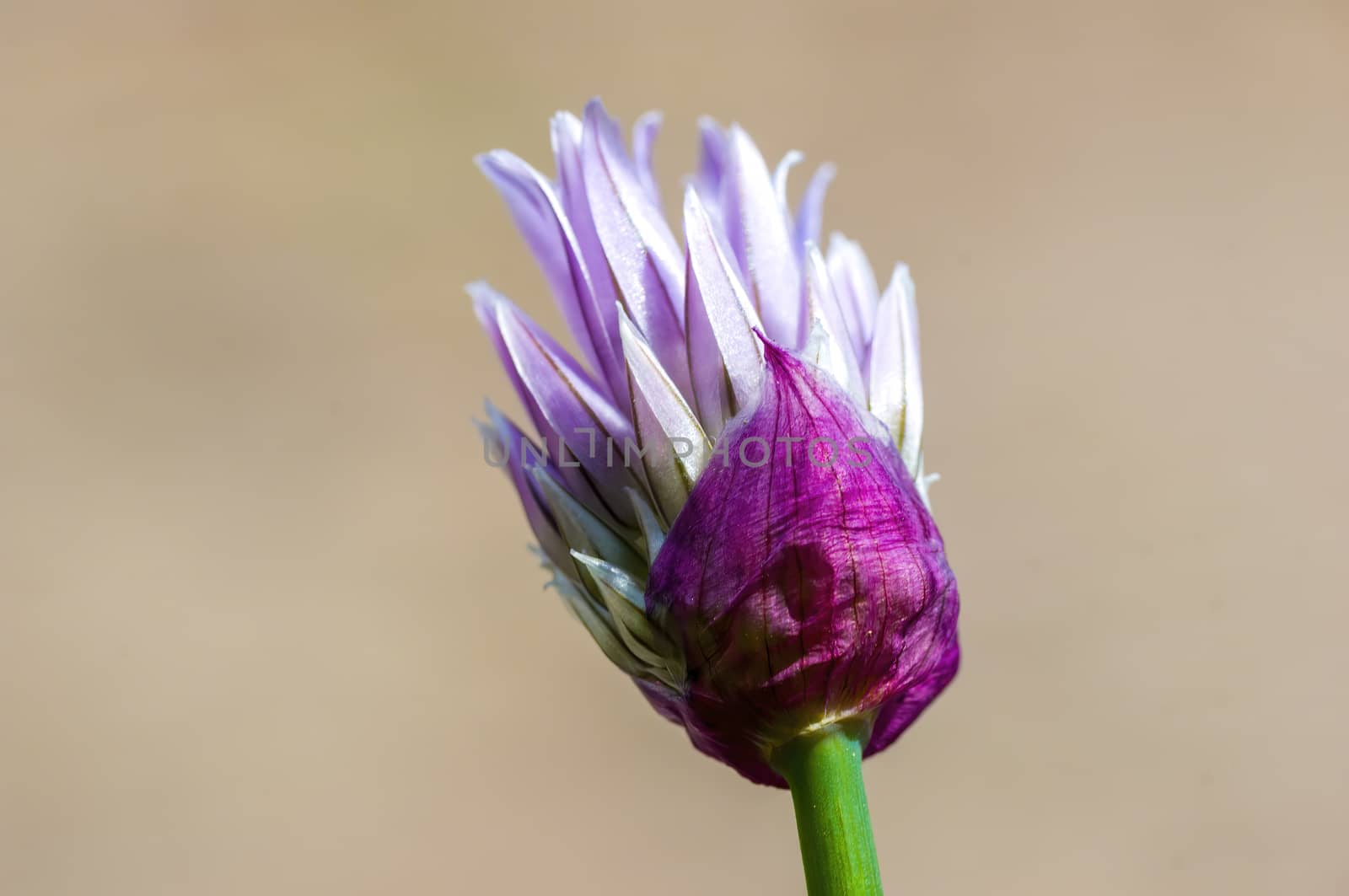 soft flower blossom in a nature garden