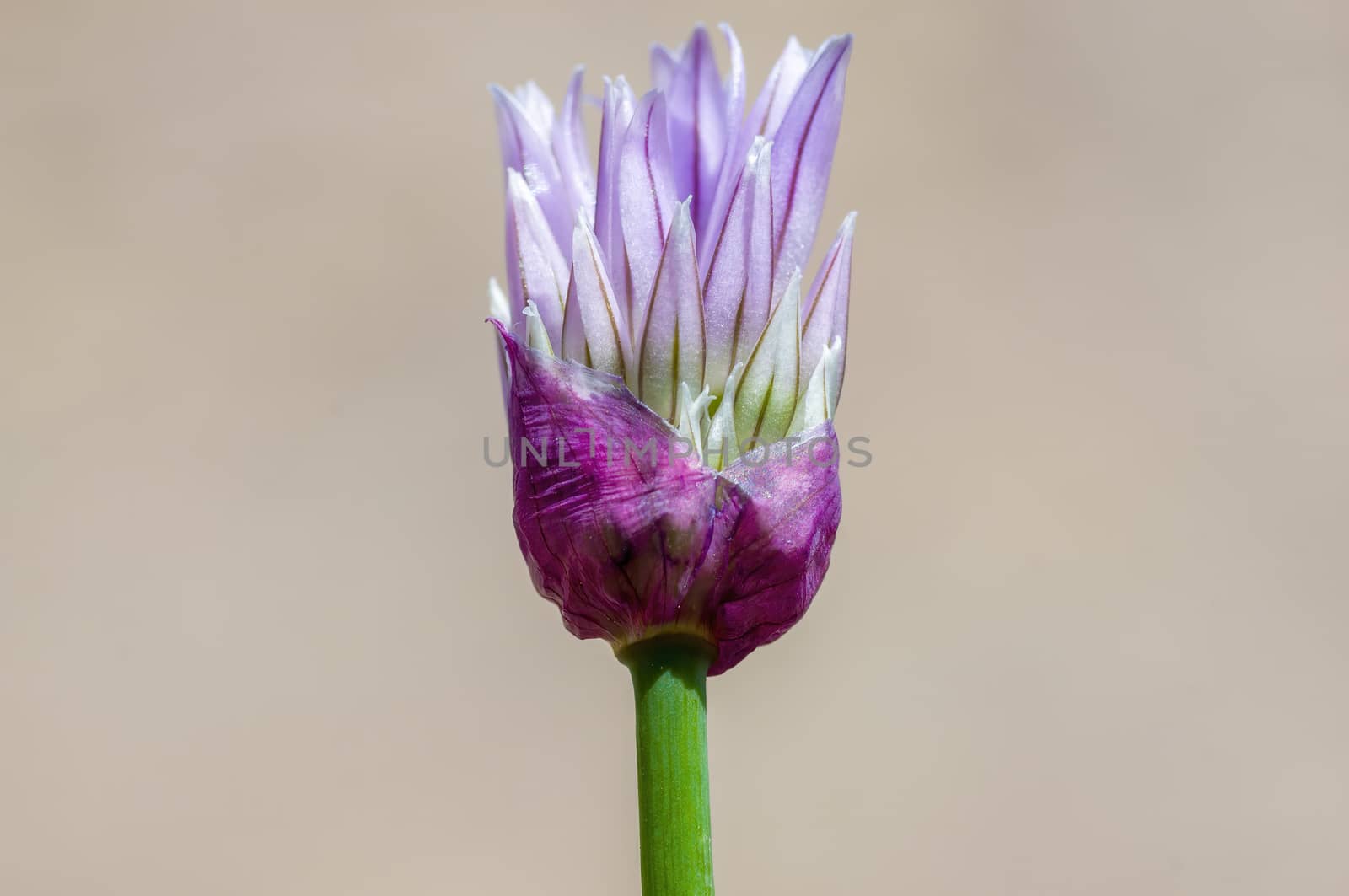 soft flower blossom in a nature garden