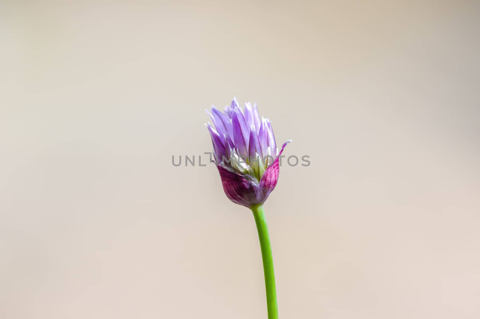 soft flower blossom in a nature garden