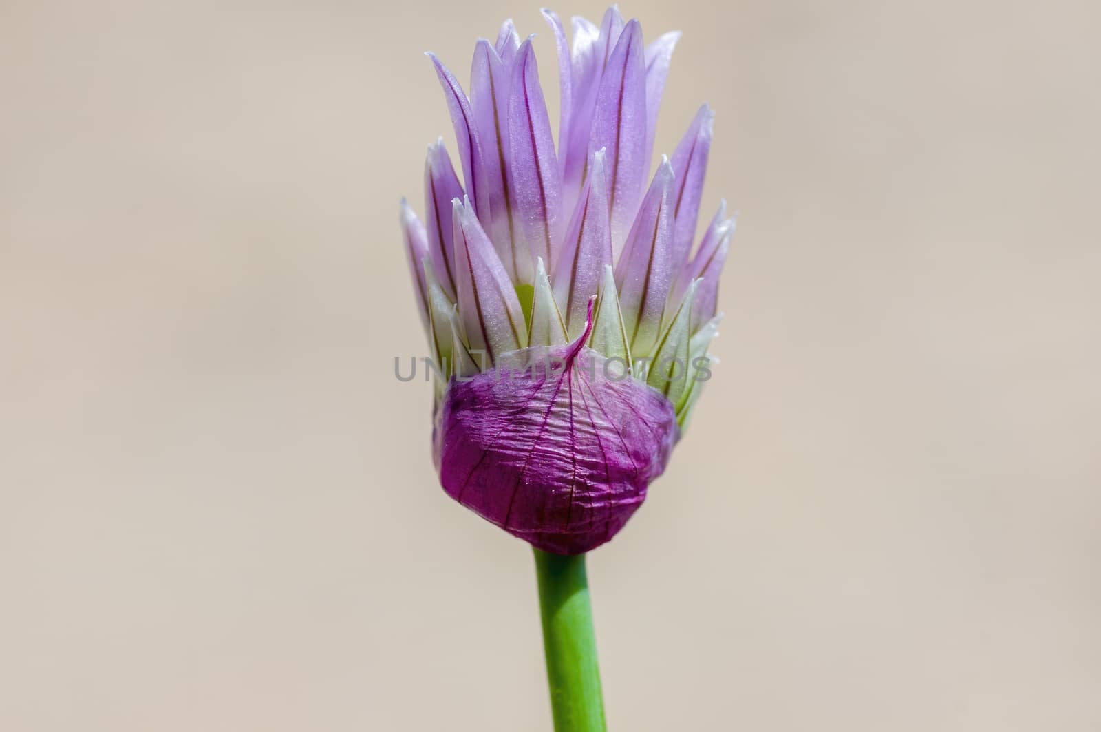 soft flower blossom in a nature garden