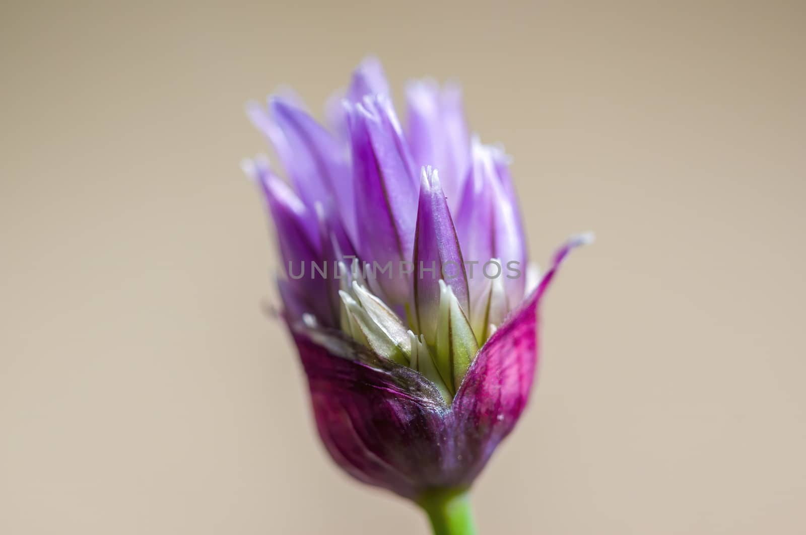 soft flower blossom in a nature garden