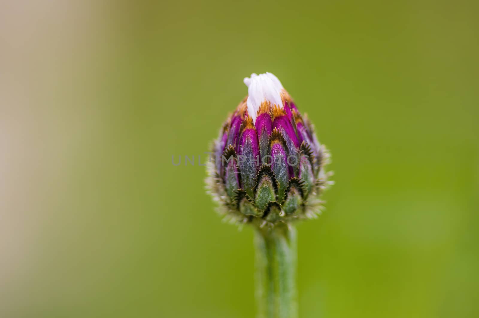 soft flower blossom in a nature garden