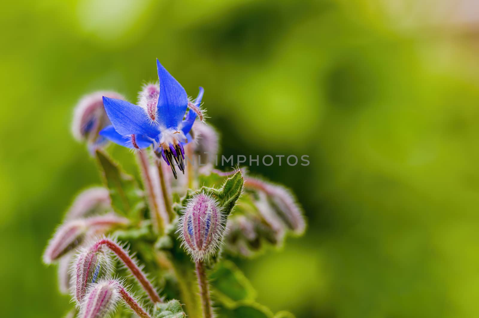 soft flower blossom in a nature garden