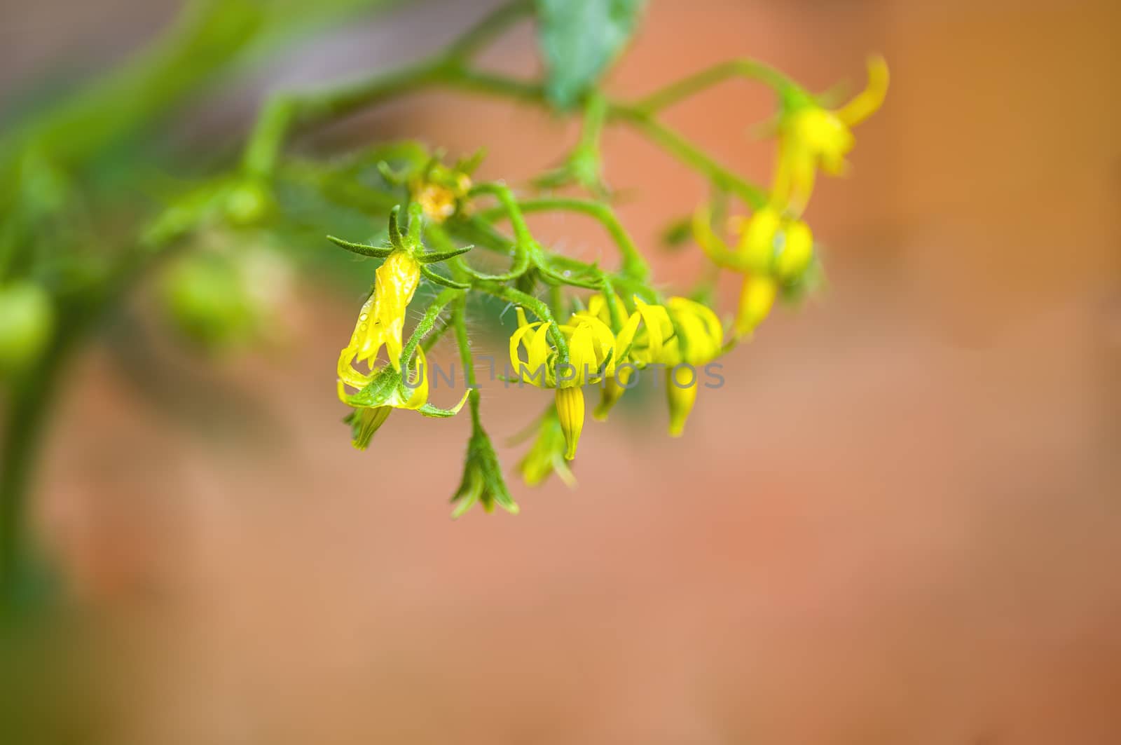 soft flower blossom in a nature garden