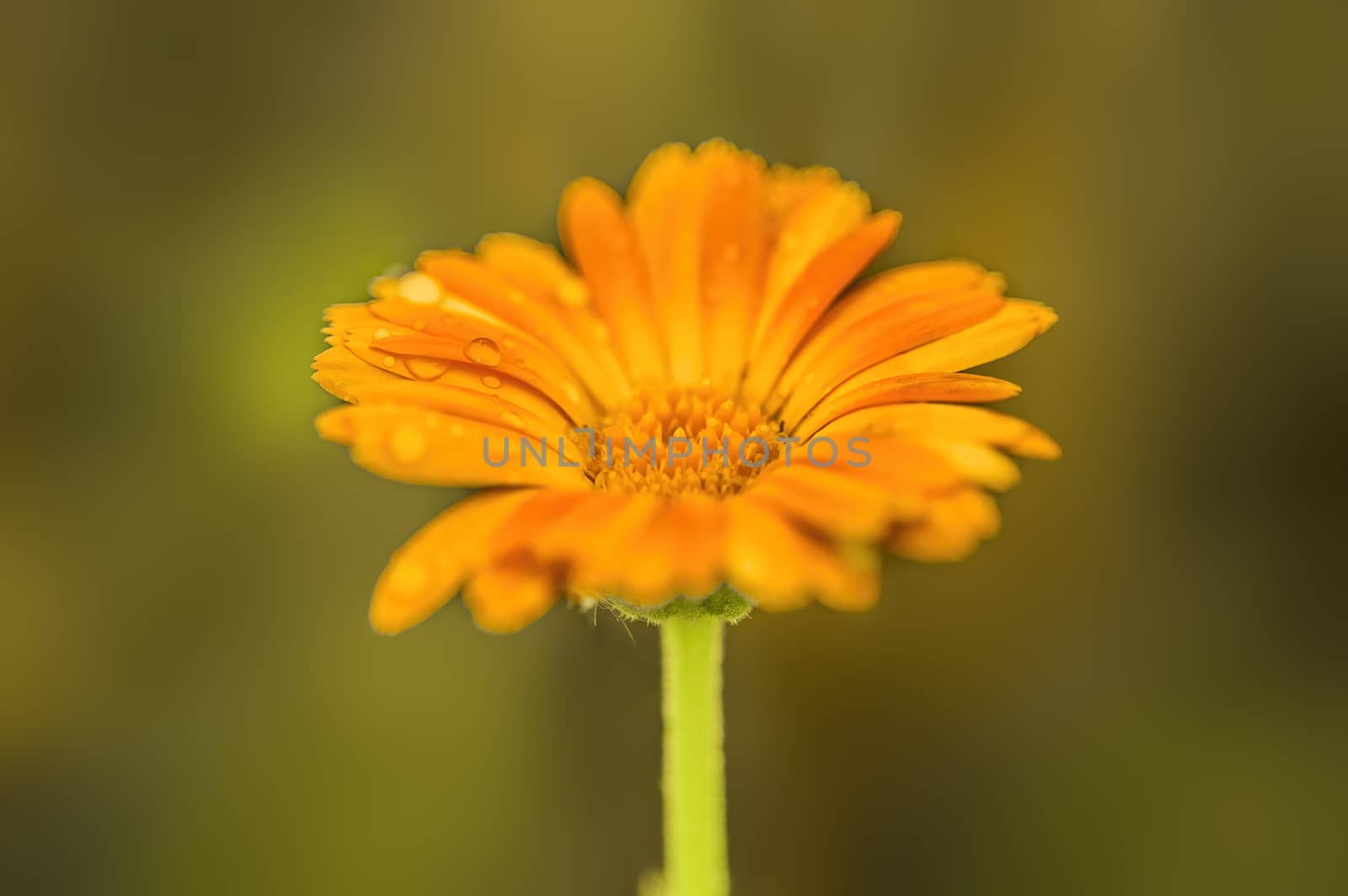 soft flower blossom in a nature garden