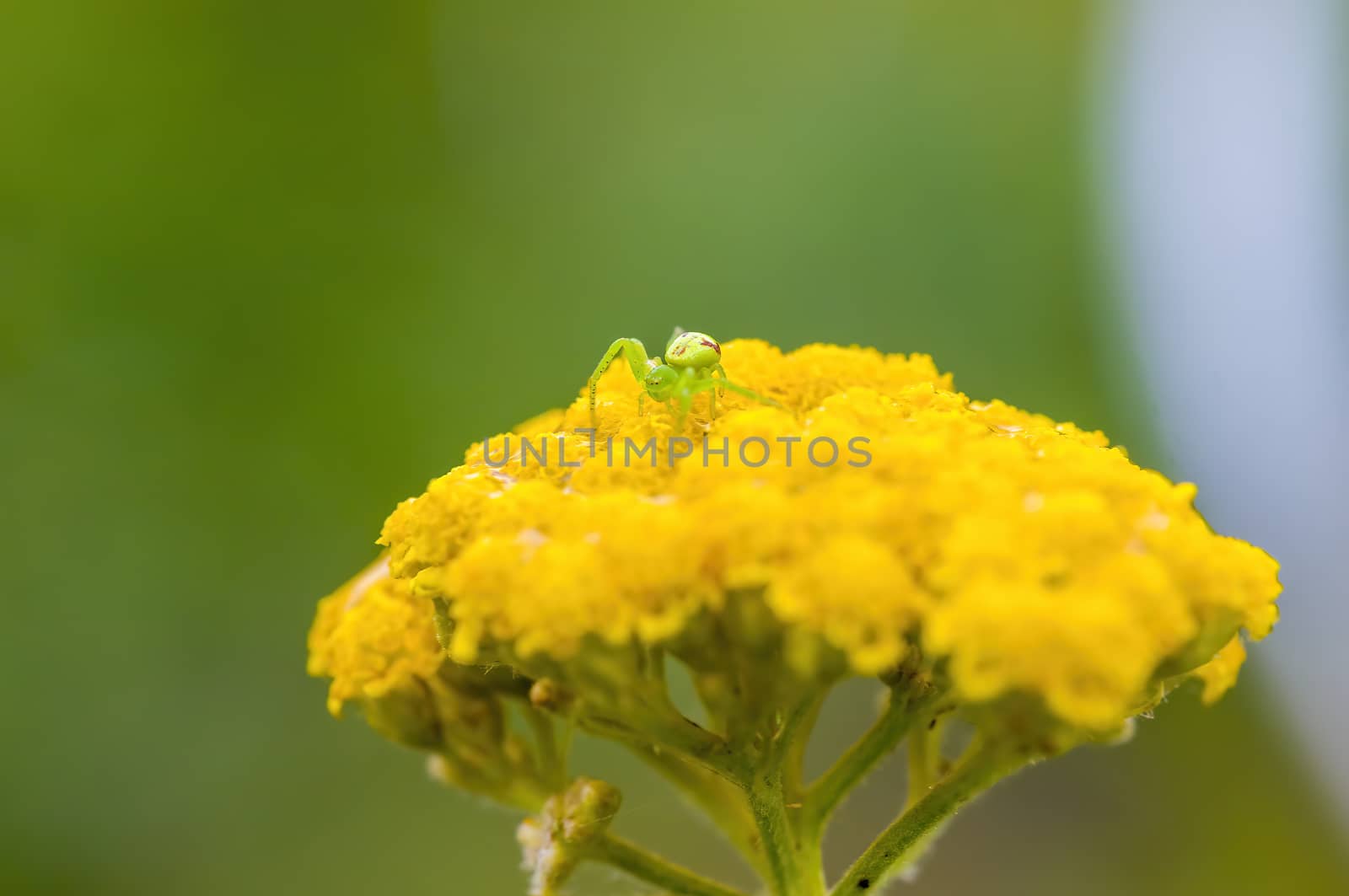 soft flower blossom in a nature garden