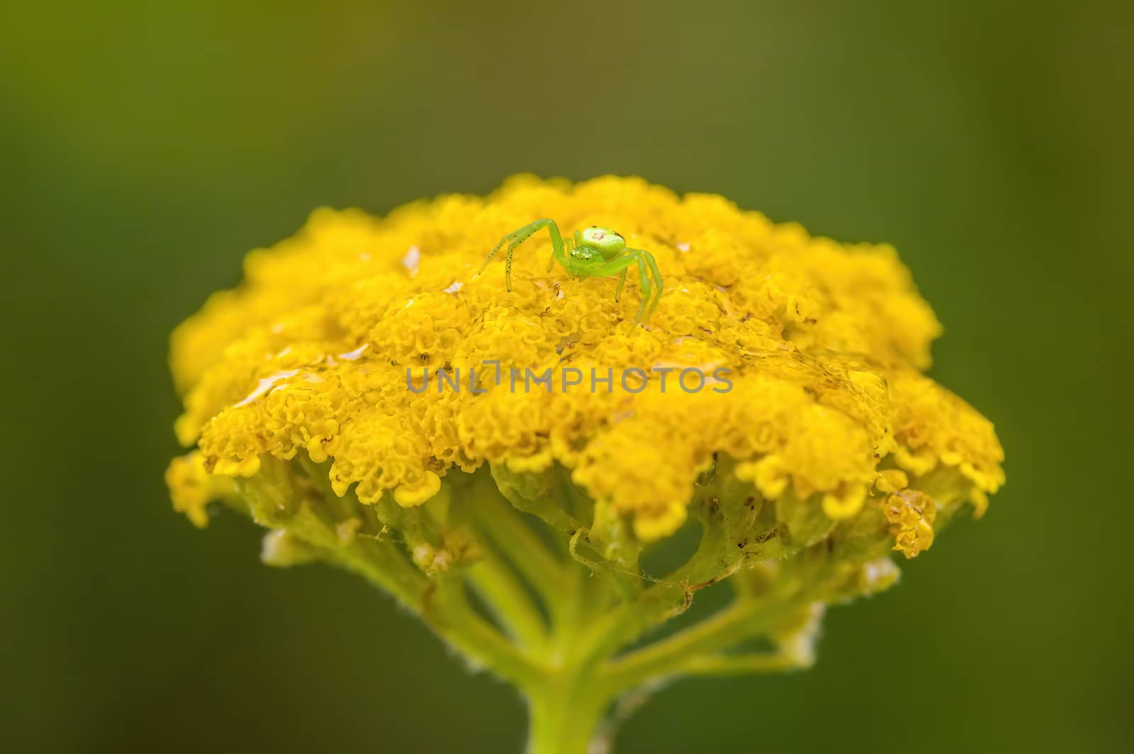 soft flower blossom in a nature garden