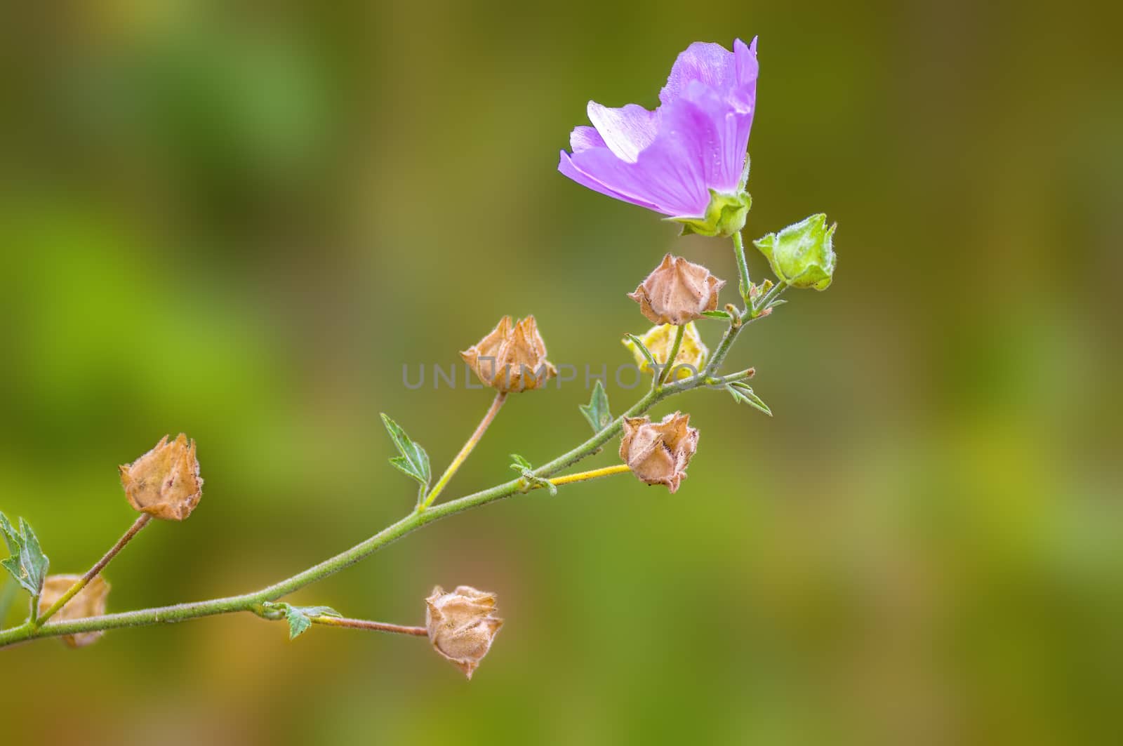 soft flower blossom in a nature garden