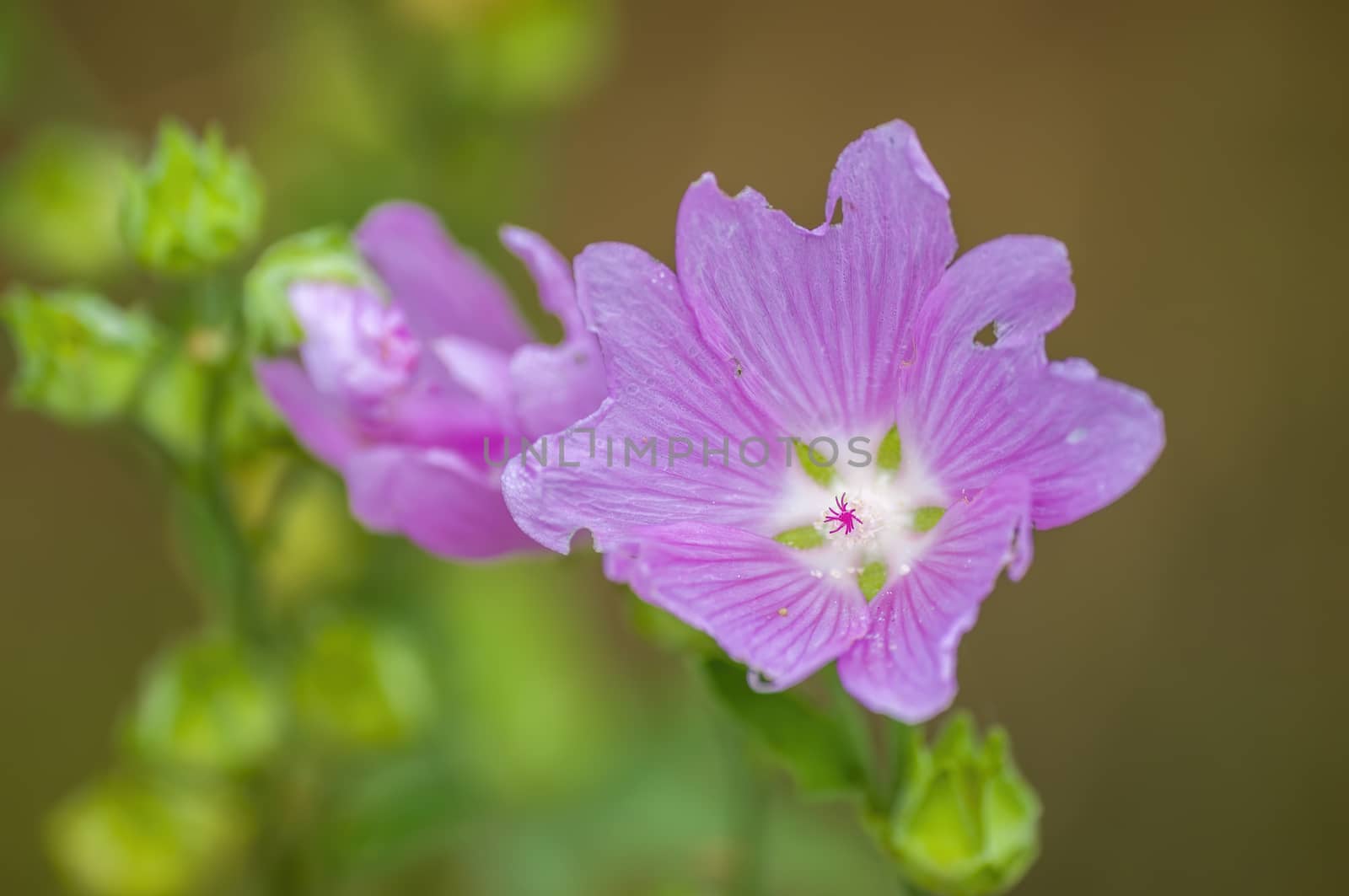 soft flower blossom in a nature garden