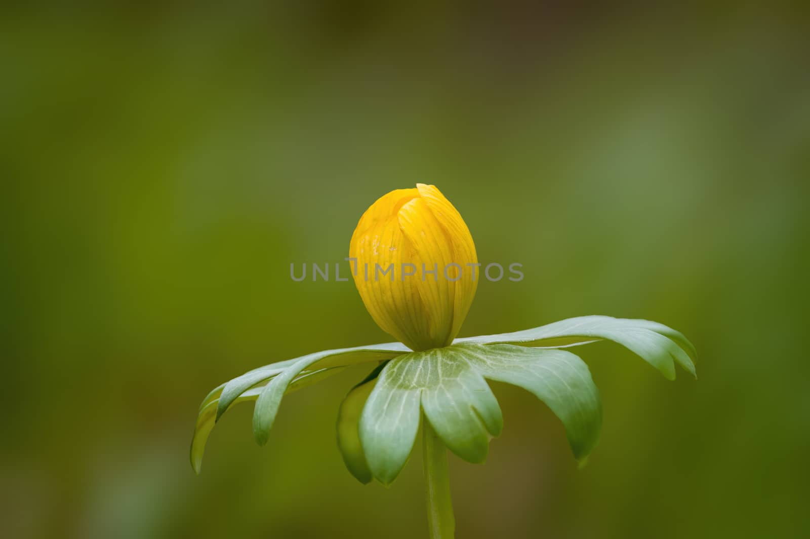 a soft flower blossom in a nature garden