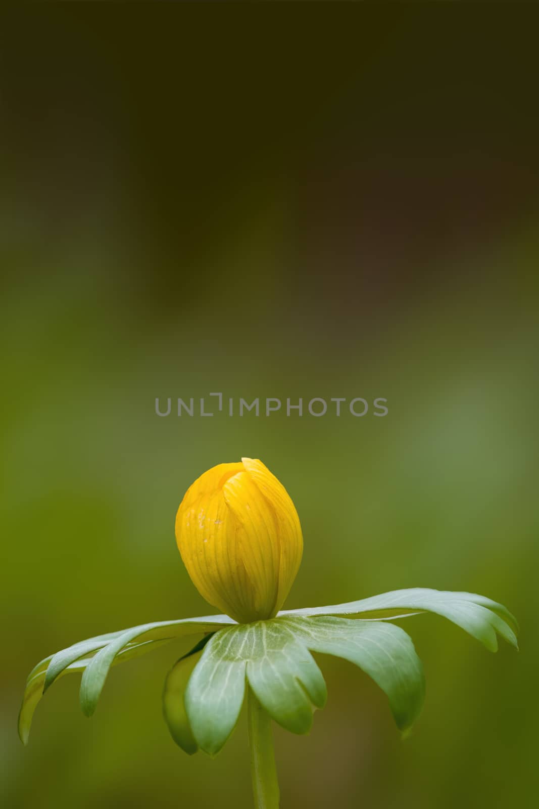 a soft flower blossom in a nature garden