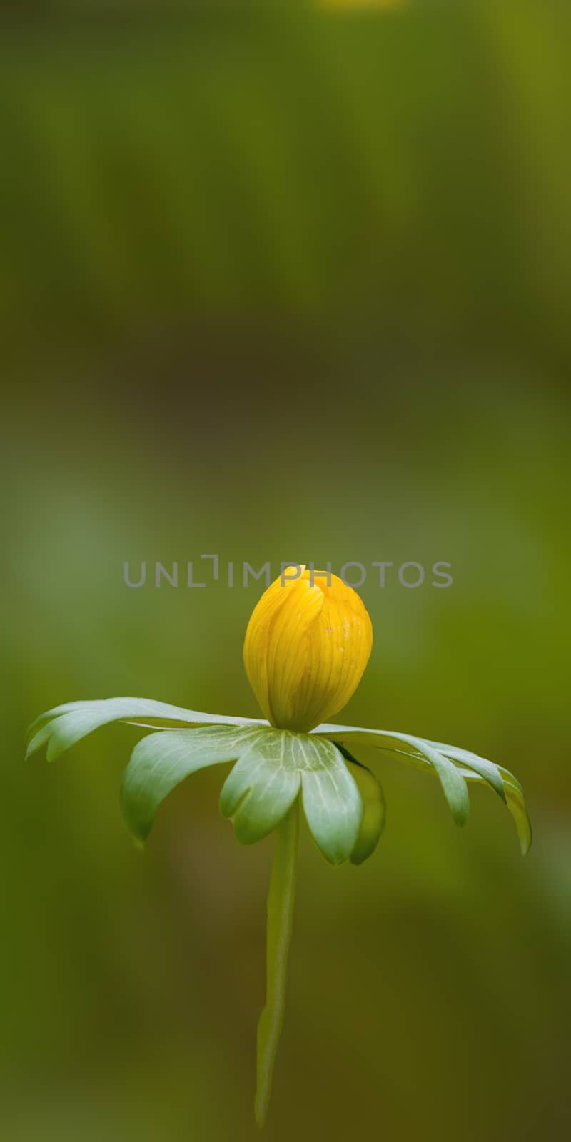 a soft flower blossom in a nature garden