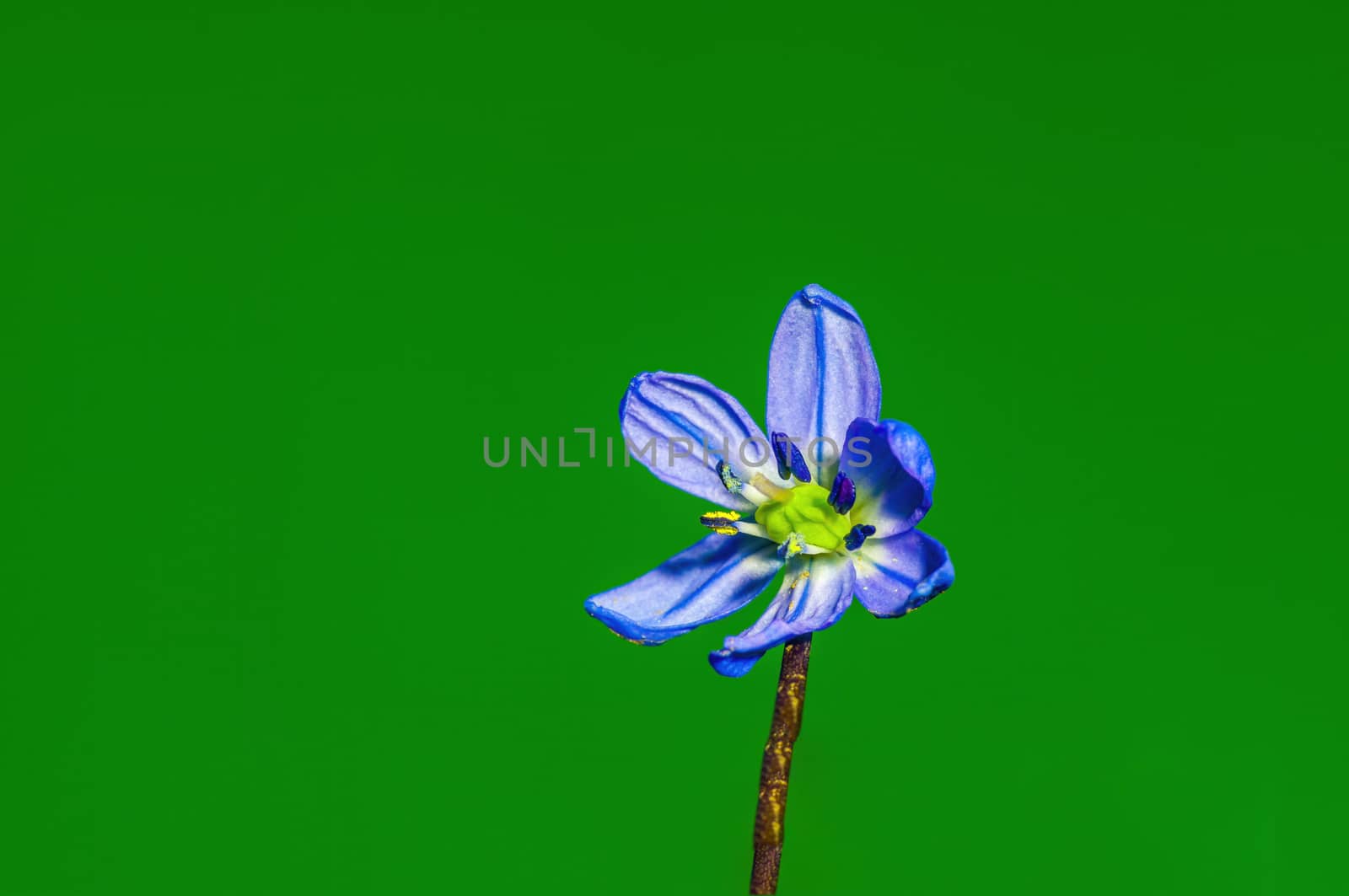 a soft flower blossom in a nature garden